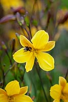 Bee on Hemerocallis 'Corky' - Daylily