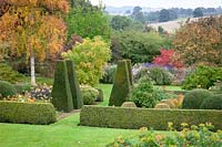 The parterre at Pettifers in autumn with yew pillars and box hedges. Betula ermanii - Gold birch, Dahlia ‘Moonshine’ syn ‘Moonfire’ and Sorbus 'Joseph Rock' - Mountain ash.