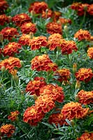Tagetes patula 'Red Cherry' - French marigold