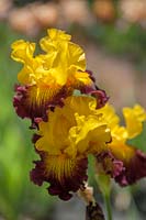 Tall Bearded Iris 'Snapshot'