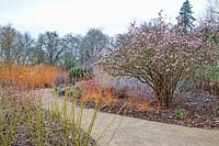 Winter garden with Cornus sanguinea 'Midwinter Fire' and Viburnum x bodnantense 'Dawn' at RHS Garden Wisley, Surrey, UK. 
