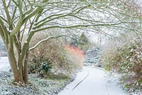 Acer capillipes framing a view of The Winter Garden, Cambridge Botanic Gardens, UK. 