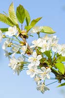 Prunus cerasus - Cherry
