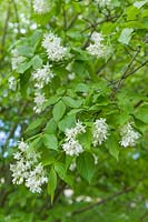 Staphylea colchica - Ivory-Flowered Bladdernut