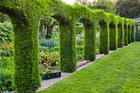 Topiary arches of x Cuprocyparis leylandii separating a vegetable garden from the lawn.