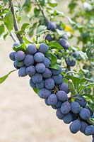 Prunus insititia 'Bradley's King Damson' - King of the Damsons  