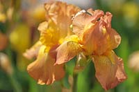 Iris 'Thotmes III' - Bearded Iris Thotmes III'