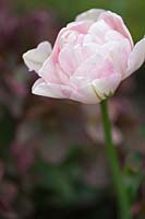 Tulipa 'Angelique' - tulip