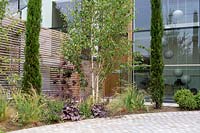 Contemporary front garden, view across circular stone sett driveway towards planted bed with Betula
 utilis jacquemontii - Himalayan birch as multi-stemmed tree and pencil Cupressus. 
Cedar battened trellis fence.