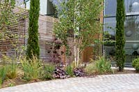 Contemporary house with circular stone sett paving beside new border planted with 
Betula utilis jacquemontii - Himalayan birch multi-stemmed tree and pencil
 Cupressus in circular border against a cedar battened trellis fence