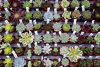 Selection of mini succulents for sale at Surreal Succulents, Tremenheere Nursery, Cornwall, UK. 