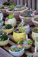 Succulents in colourful containers Surreal Succulents, Tremenheere Nursery, Cornwall, UK. 