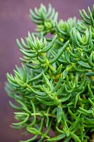 Crassula tetragona - Miniature Pine Tree 