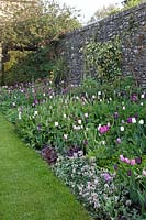 Tulip bed by the Main lawn, with Tulipa 'Queen of Night', Tulipa 'Negrita' and Tulipa 'Pink Diamond'. Summerdale Garden, Cumbria, UK. 