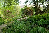 Cobbled path leading past woodland border, with flowering Magnolia 'Susan'. Summerdale Garden, Cumbria, UK. 