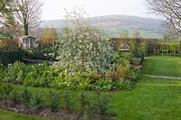 View of spring borders, with Pyrus salicifolia 'Pendula'. Summerdale Garden, Cumbria, UK. 
