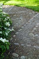 Stone cobbled pathway and white flowering Hydrangea at Summerdale Garden, Cumbria, UK. 