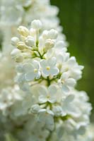 Syringa vulgaris 'Madame Florent Stepman' - Lilac 'Madame Florent Stepman' 