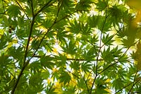 Acer palmatum 'Green Trompenburg' - Japanese Maple 'Green Trompenburg' 