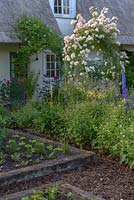Cottage garden with rose arch covered in Rosa 'Phyllis Bide' and raised vegetable garden planted with lettuce. 