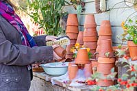Woman washing dirty terracotta pots with wooden scrubbing brush in bowl of soapy water.