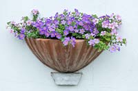 Terracotta wall pot planted with Bacopa. 