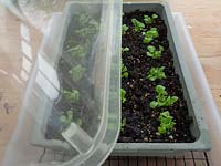 Placing lid of propagator on to tray of Lobelia to protect young tender plants at night. 