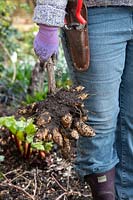 Gardener holding dug up Helianthus tuberosus - Jerusalem artichoke tubers.
