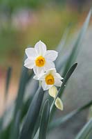 Narcissus tazetta - Paperwhite Daffodil 