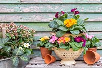 Display with early spring flowering plants planted in repurposed metal tub and vintage colanders.