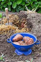Potatoes in colander with opened clamp in background with straw. 