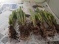 Divided Acanthocereus tetragonus - Cereus plants on newspaper