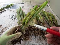 Using a paint brush to clean newly divided Acanthocereus tetragonus - Cereus - Cactus maintenance.