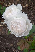 Rosa Rose 'Desdemona'