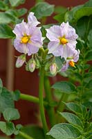 Solanum tuberosum potato 'Charlotte 