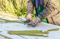 Woman making hardwood cuttings of Cornus sericea 'Flaviramea' - Dogwood - with secateurs. 