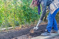 Woman digging a planting trench for hardwood cuttings of Cornus - Dogwood.