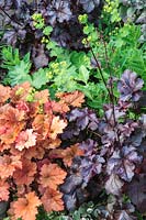 Grouping of coloured foliage plants including Heuchera 'Plum Pudding', Heuchera 'Creme Brulee' and Alchemilla mollis. 