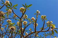 Flowers of frangipani, Plumeria sp. 