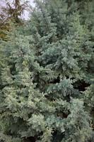 Cupressus arizonica var.glabra - Smooth Arizona Cypress
