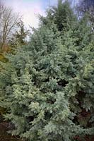 Cupressus arizonica var. glabra - Smooth Arizona Cypress
