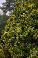 Chamaecyparis obtusa 'Nana Aurea' - Hinoki Cypress 'Nana Aurea'