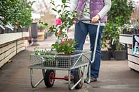 Woman with trolley filled with plants in a garden centre. 
