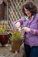 Woman cutting back pot grown Sarracenias with secateurs. 