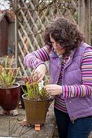 Woman cutting back pot grown Sarracenias with secateurs.