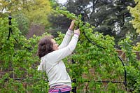 Woman pruning the tips of raspberry canes. 