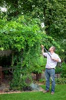 Using a long handled pruner to remove whippy summer growth from wisteria