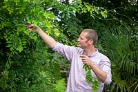Using secateurs to remove whippy summer growth from wisteria