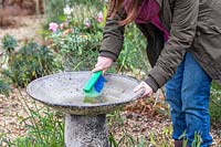 Woman washing bird bath with scrubbing brush and soapy water. 