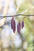 Corylus maxima Purpurea  - Purple-leaved filbert catkins 